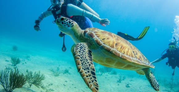 Bayahibe: Private 2-Tank Scuba Dive tour in the National Park
