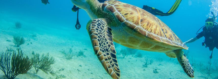 Bayhibe : Visite privée de plongée sous-marine avec 2 bouteilles dans le parc national.