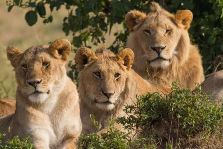 Kigali : Safari d&#039;une journée dans le parc national de l&#039;AkageraExcursion dans le parc national de l&#039;Akagera