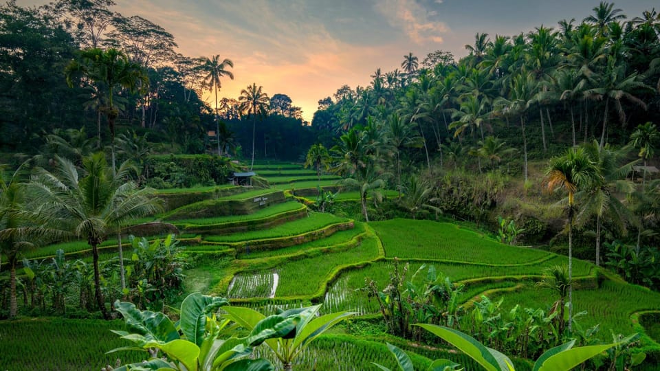 ウブド ツアー ウブド地域の最高の場所を探索します。 GetYourGuide