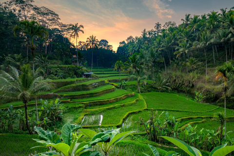 Ubud Tour: Explore os melhores lugares da área de Ubud.