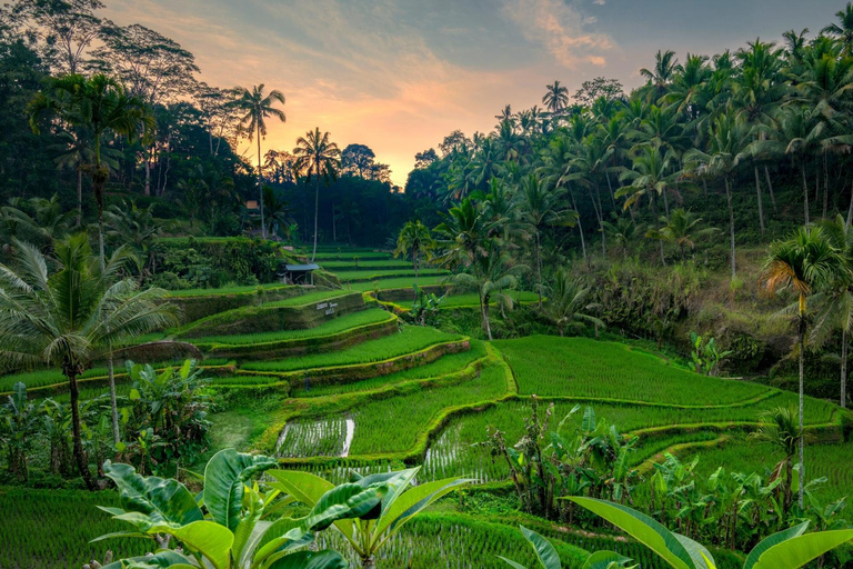 Ubud Tour: Explore os melhores lugares da área de Ubud.