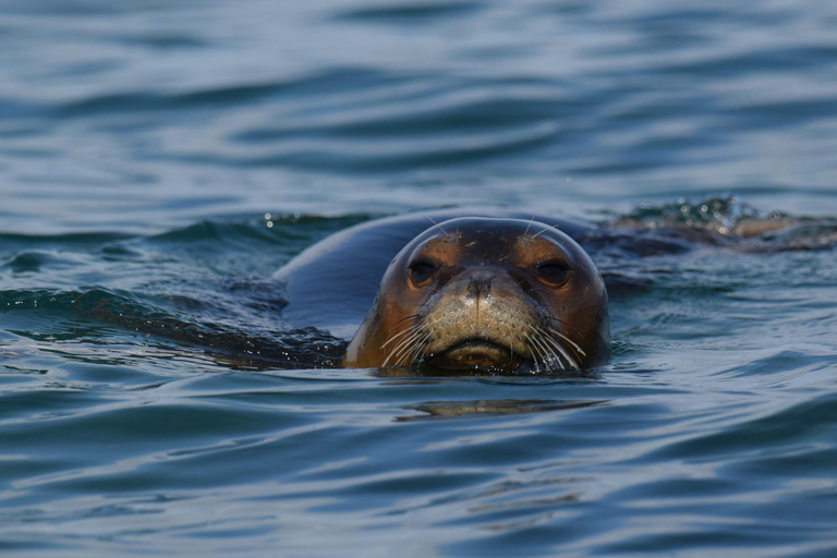 Athènes : excursion d&#039;une journée en bateau avec baignade et piscine thermaleAthènes : excursion d&#039;une journée en bateau vers les îles avec baignade