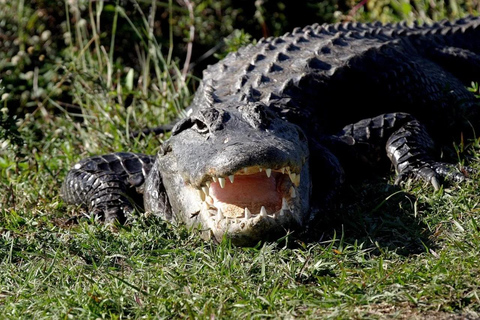 Nueva Orleans: Excursión guiada por el Pantano de los Pontones con avistamiento de fauna salvajeCon recogida