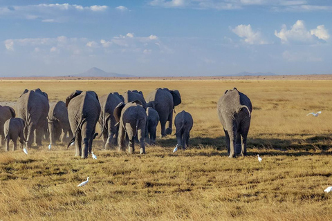 Safari de 4 jours en milieu de gamme Amboseli/Tsavo Ouest/Tsavo Est-Mombasa