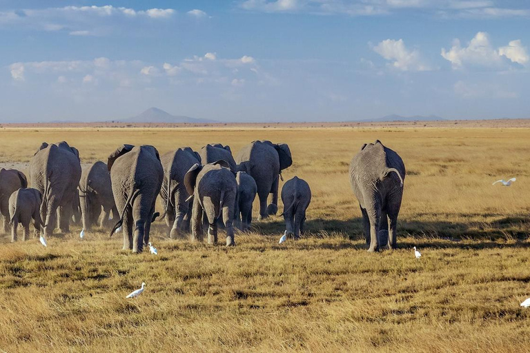 Safari de 4 jours en milieu de gamme Amboseli/Tsavo Ouest/Tsavo Est-Mombasa