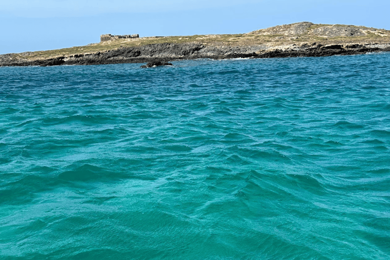 Boa Viata - Small-Group Whale Watching Tour