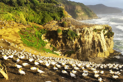 New Zealand: 9-Day Private Tour with 14-16 Activities With Entry Tickets for Activities & Accommodation