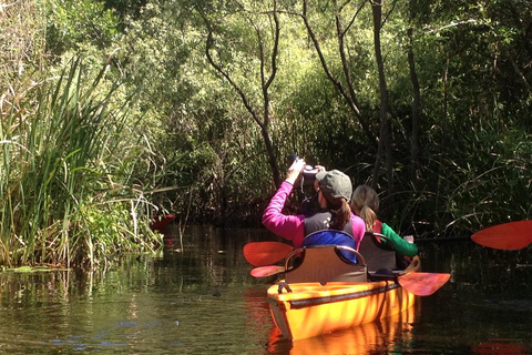 Everglades Kayak Safari Adventure Through Mangrove Tunnels