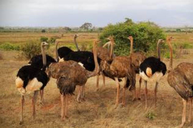 Overnight Safari to Tsavo East From Diani Beach