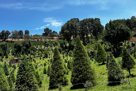 Lavender Ranch, Chautla and Val`Quirico. Private tour