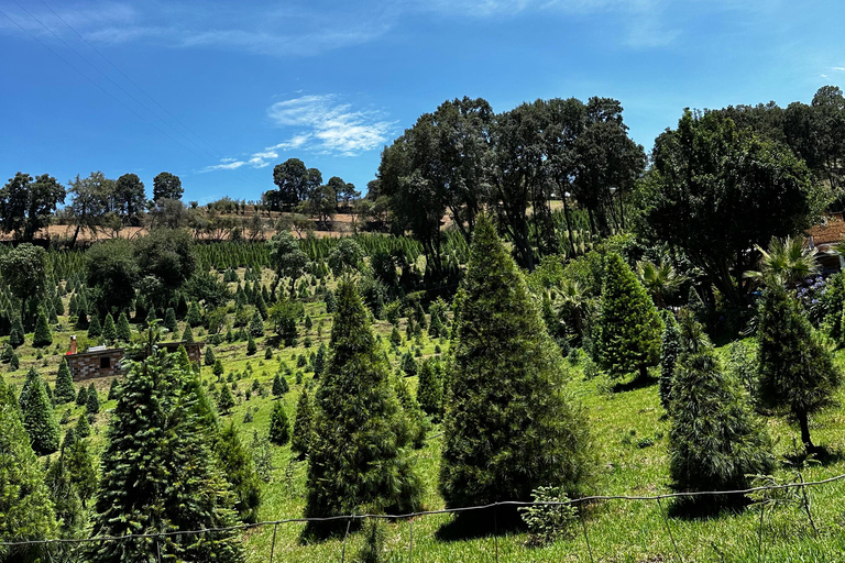 Lavender Ranch, Chautla and Val`Quirico. Private tour