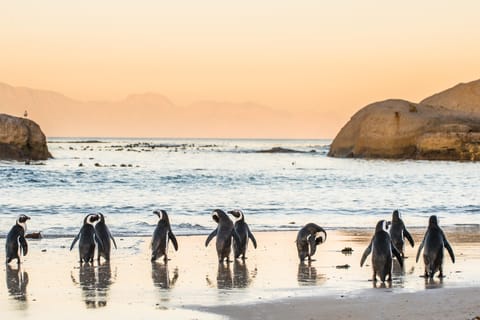 Cape Peninsula & Boulders Beach Penguins Half Day Tour from Cape Town
