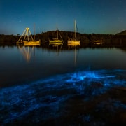 Auckland: Bioluminescence Kayak Tour | GetYourGuide