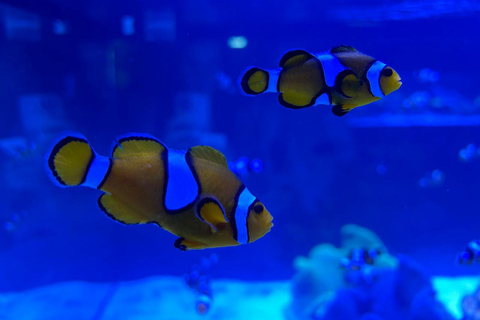 Río de Janeiro: ticket de entrada a AquaRio