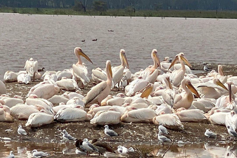 Nairobi: Lake Nakuru National Park and Lake Naivasha Tour