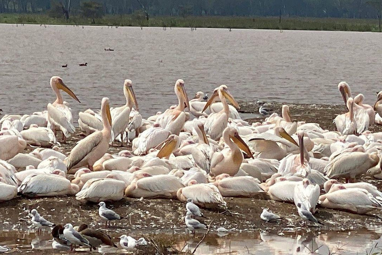 Nairobi: Lake Nakuru National Park and Lake Naivasha Tour