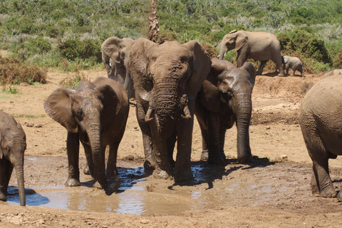 Addo Elephant National Park: Half-Day Safari with Guide