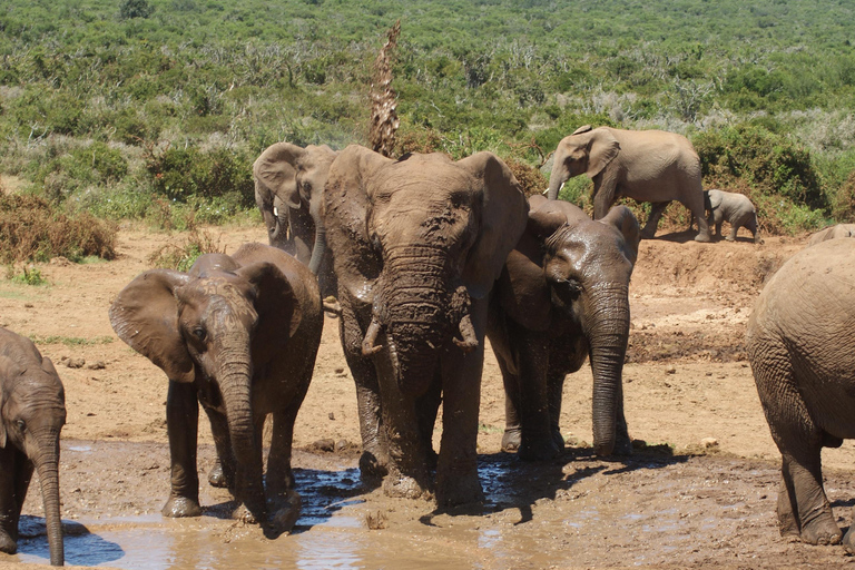Addo Elephant National Park: Half-Day Safari with Guide