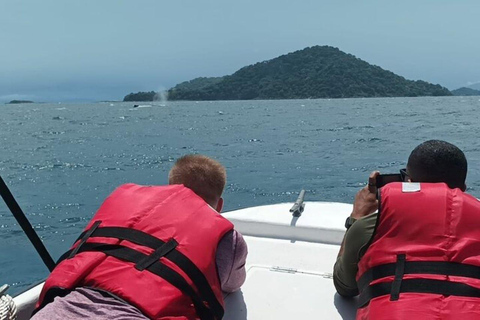 Panama City: Whale Watching Tour with Island Stop