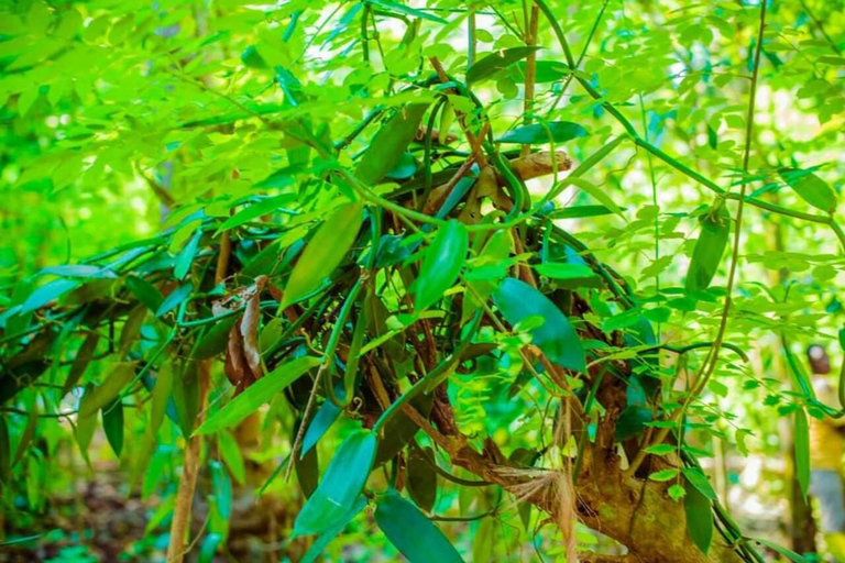 زنجبار: جولة في غابة جوزان ومزارع التوابل والمدينة الحجرية