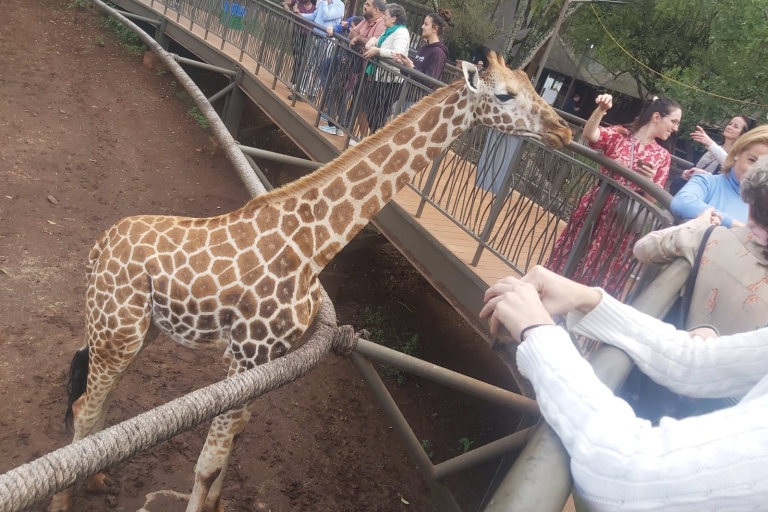 Nairobi city tour: Giraffe center and Karen Blixen Museum