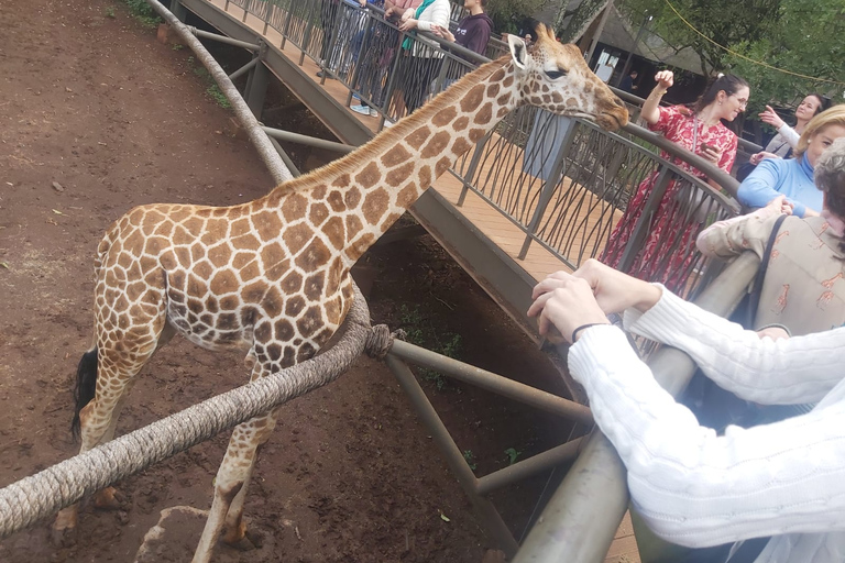 Nairobi city tour: Giraffe center and Karen Blixen Museum