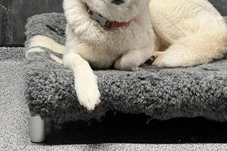 Reykjavík: Husky Kennel Visit with Hot Drinks