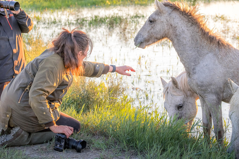 Camargue: Fotoworkshop in den Sümpfen mit freilaufenden Pferden