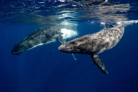 Mirissa: Dolphin Swim Blue Whale Snorkelling | All-Inclusive Mirissa: Scuba Diving & Turtle Snorkelling Experience