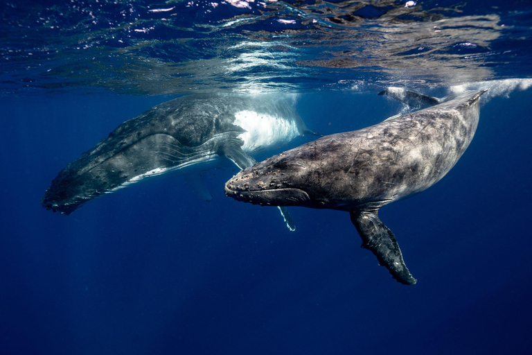 Mirissa: Dolphin Swim Blue Whale Snorkelling | All-Inclusive Mirissa: Scuba Diving & Turtle Snorkelling Experience