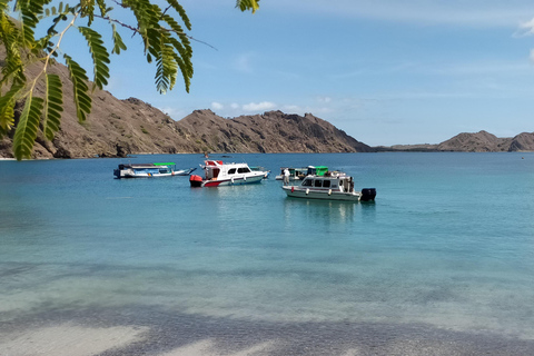 Bali : Excursion d&#039;une journée sur l&#039;île de Komodo avec vol depuis Bali