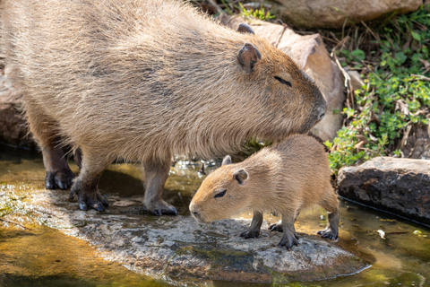 Sydney: Sydney Zoo Admission Ticket