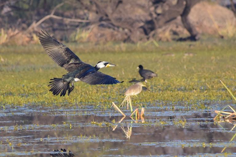Jaipur: Bharatpur Bird Sanctuary Day Trip with Transfer