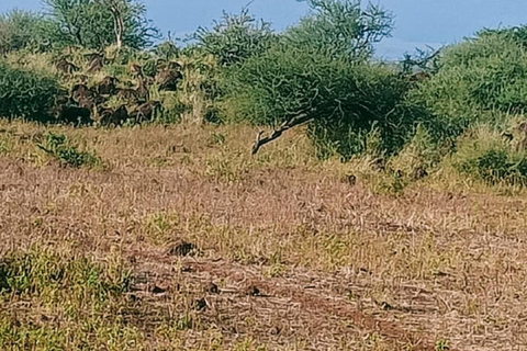 1-dniowa wycieczka do parku narodowego amboseli z nairobi.