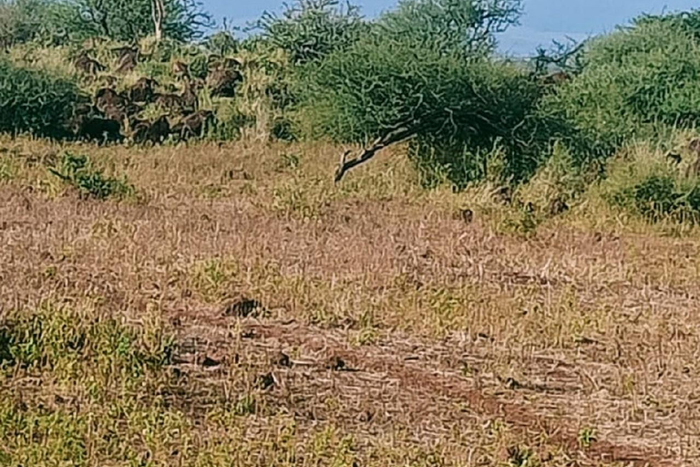 Day trip amboseli national park from nairobi.