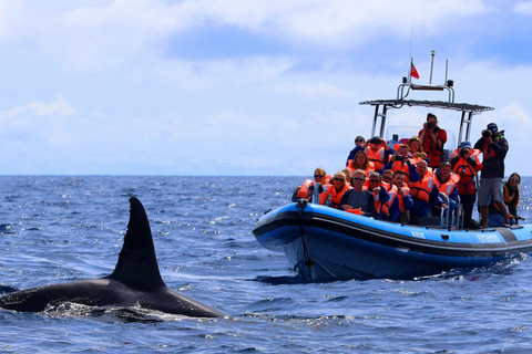 Whale and Dolphin Watching with Vila Franca Islet Visit