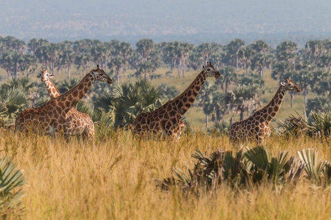 18 Tage Afrikanische Dschungel Safari Tour