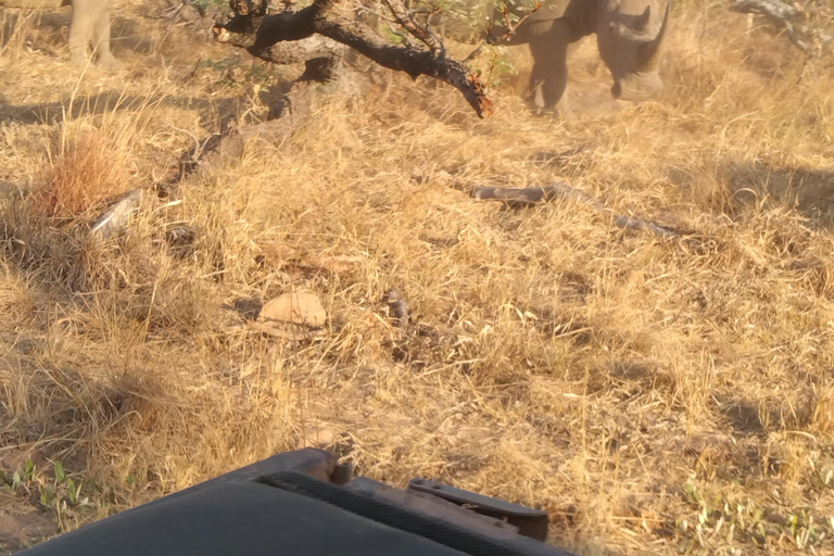 5 jours et 4 nuits de safari à Madikwe et Pilanersbeg