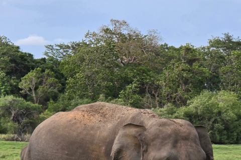 From Sigiriya/Habarana: Hurulu Eco Park Wild Elephant Safari From Sigiriya/Habarana: Minneriya /Kaudulla Elephant Safari