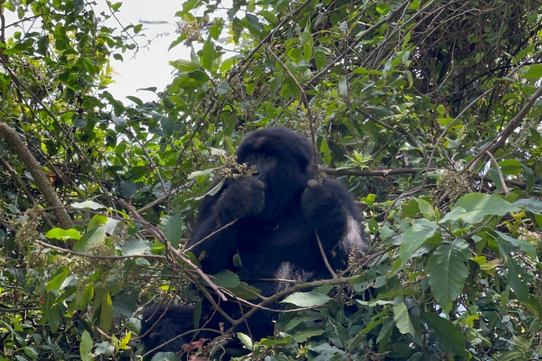4 Tage Ruanda Wildlife Tour & Uganda Gorilla Trekking Trip