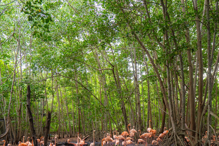 Entdecke den faszinierenden Nationalen Vogelpark auf der Isla Baru Cartagena