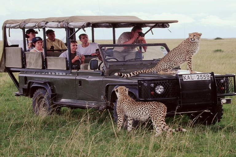 Z Nairobi: 6-dniowe Amboseli, jezioro Naivasha i Masai Mara ...