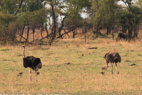 6 dagars safari med Tarangire, Serengeti och Ngorongorokratern6 dagars safari i Tarangire, Serengeti och Ngorongorokratern