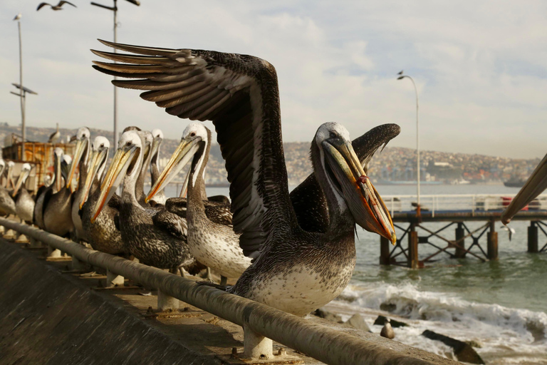 Santiago: Tour di Valparaiso, Viña del Mar e della Valle di Casablanca