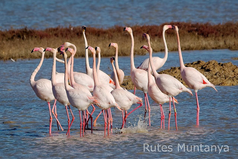 Ebro Delta: Birding and Bird Photography in a Van