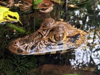 Jungle Iquitos 3D |boating+Piranha fishing+night excursion| - Housity