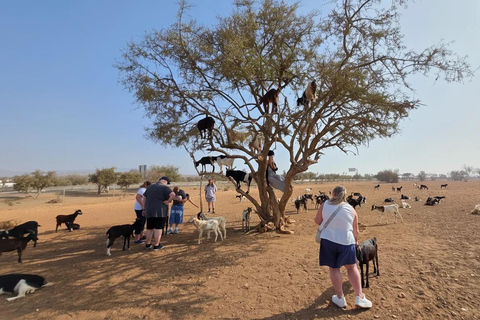 From Agadir: Taroudant and Tiout Oasis Day Trip with Lunch