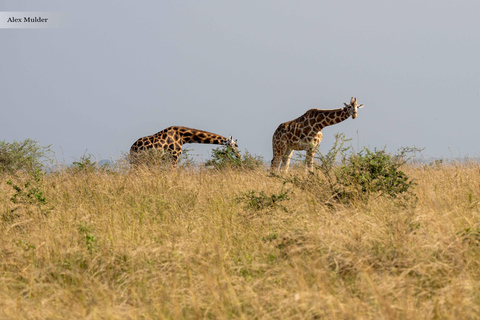 Kampala: 3-Day Murchison Falls & Ziwa Rhino Safari
