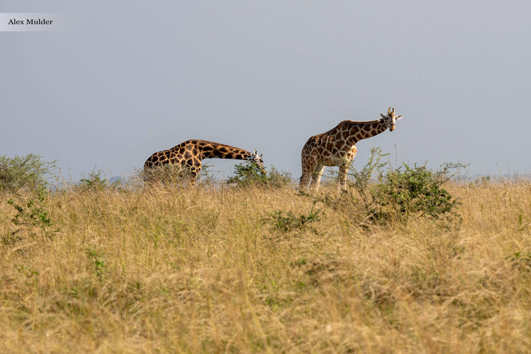 Kampala: 3-Day Murchison Falls & Ziwa Rhino Safari